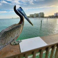 Pete the Pelican looking at the rising sun