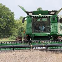 Peter Jensen guides a harvester through a patch of wheat