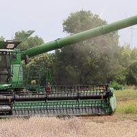Peter Jensen off-loads wheat from a harvester into a grain cart