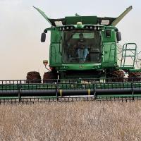 Peter Jensen cuts a row of wheat during last June’s harvest