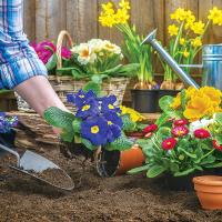 Planting in dirt