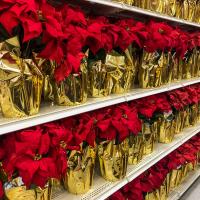 Poinsettia display