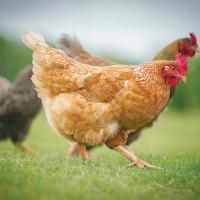 The avian influenza virus can infect backyard chicken flocks