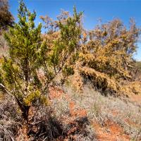 Seedling redcedars quickly sprout