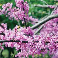 Redbud - In the Garden art