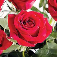 Edith Clark_obituary rose