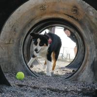 Jason Ratliff looks on as his dog Ruby runs through some of the buried tires