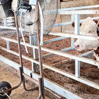 One of the eight heads of cattle housed at the farm