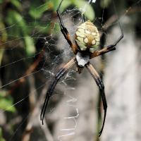 Orb-weaver spider
