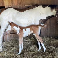 Spirit will be the name of this colorful foal 