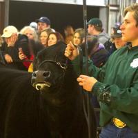 Spring Livestock show