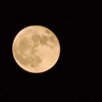 Strawberry moon_story