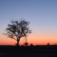 A tree is silhouetted as the sun begins to rise.