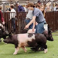 Exhibitors from around the county walk with their swine