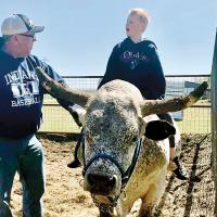 Hammerhead, a retired circuit bull, will be on hand at the 2024 Mustache Bash for photos and to be fed