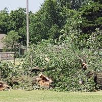 Trees downed by weather was a common site over the weekend