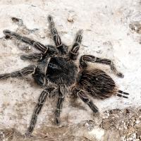 Male tarantulas on the prowl this fall season_story