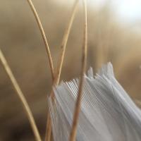 Taryn Wahweah is Judges Choice Award Winner with her macro photography