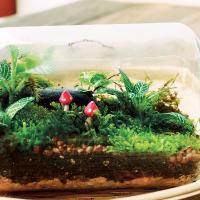 Terrariums can introduce a new generation to gardening_art