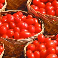 Tomatoes