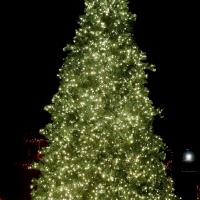 Oh Christmas tree...story