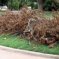 Trees throughout El Reno were damaged by recent storms