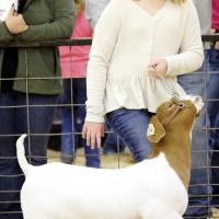 Tynlee Pearson walks her goat around the ring 