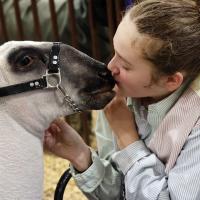 Amelia Barton kisses her sheep Mercades on the nose 