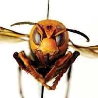 Murder hornet