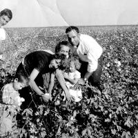 This photo shows Ronald Watson picking cotton in a field