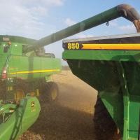Wheat harvest