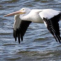 Pelicans at Lake El Reno