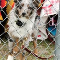 Four-legged fan_story
