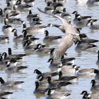 Crowded landing spot_1
