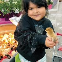 Easter chicks have arrived_1