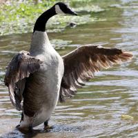 This Canada goose flaps its wings