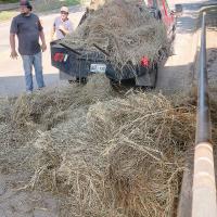 Blowing hay_1