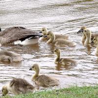 Swimming in the rain_story