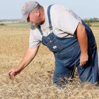 Nick Owen reaches down to check out the head on a wheat stalk