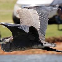 This water fowl took to the air to get a better view of the Smoke on the Water Drag Boat Races