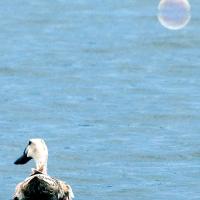 Floating bubble_story