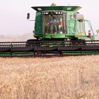 Luke Ellison guides a combine over a patch of uncut wheat