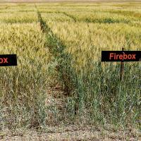 New OSU wheat varieties could lead to more natural bread with fewer additives_story