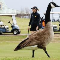 Walking off a birdie_story