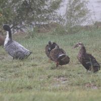 Water fowl may have been some of the only creatures enjoying the weather
