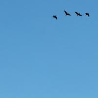 Moonlight flight_story