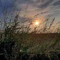 Sun as seen through tall stocks of Johnson grass
