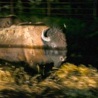 Bison from Yellowstone National Park arrived at Concho
