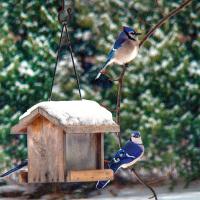 Winter birds
