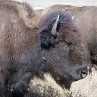 Two of the buffalo in the herd at Concho